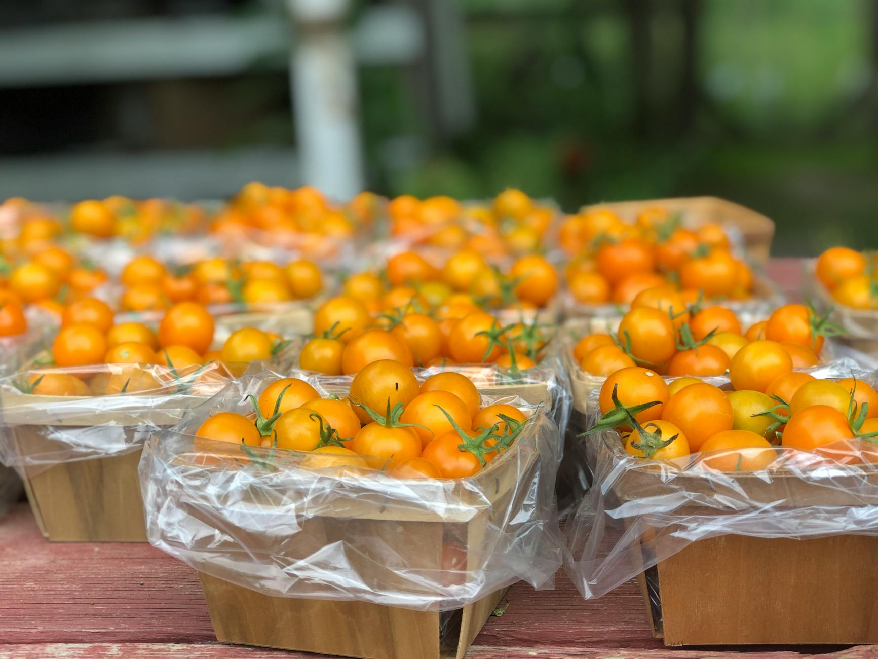 Koszyki z żółtymi pomidorkami koktajlowymi na rustykalnym stole latem